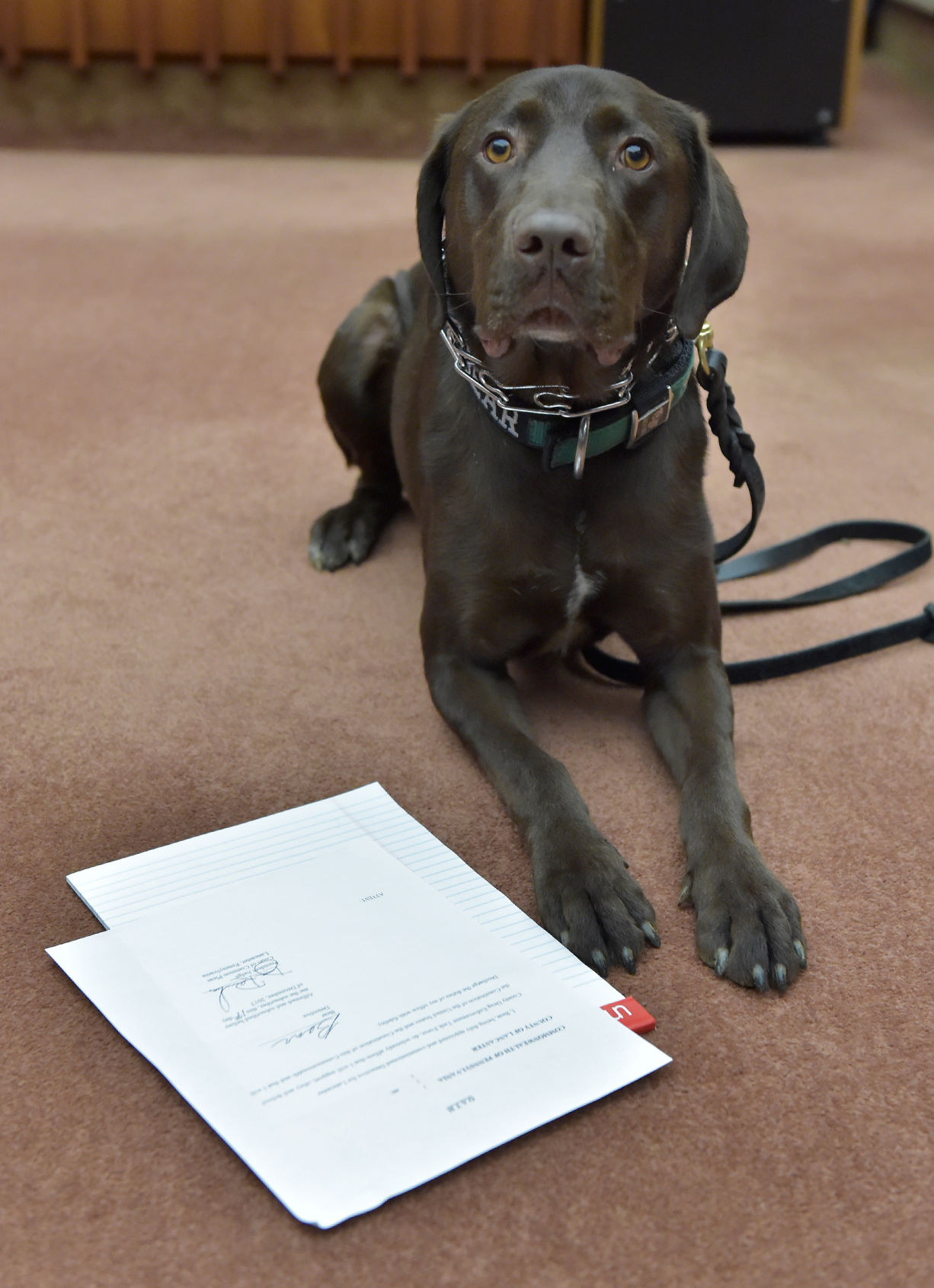 BEAR K-9 Dog 4.jpg
